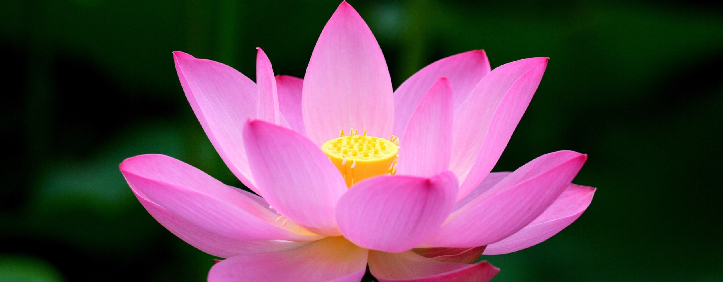 lotus flower